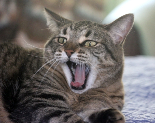 Nali, a Adoptable Domestic Short Hair in Verdun, QC image 4/8