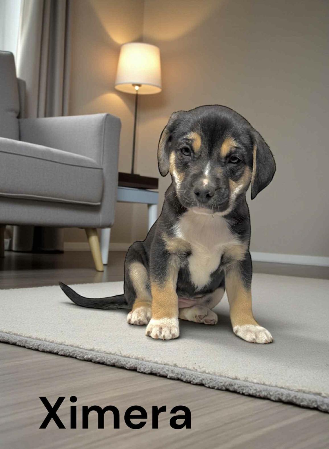 Ximera — thumbnail 4