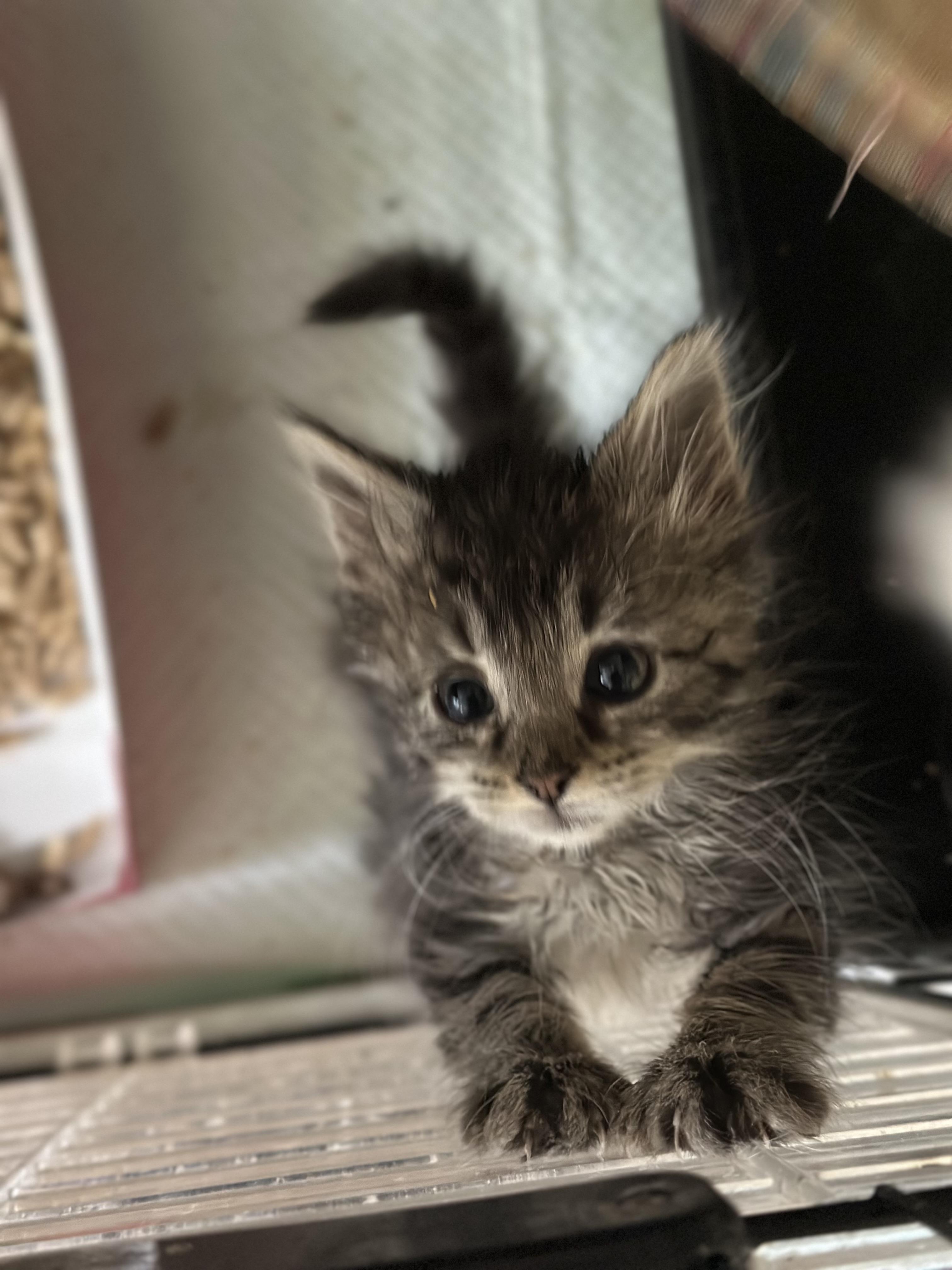 Juliet, a ADOPTABLE Domestic Long Hair in Suffolk, VA image 3/3