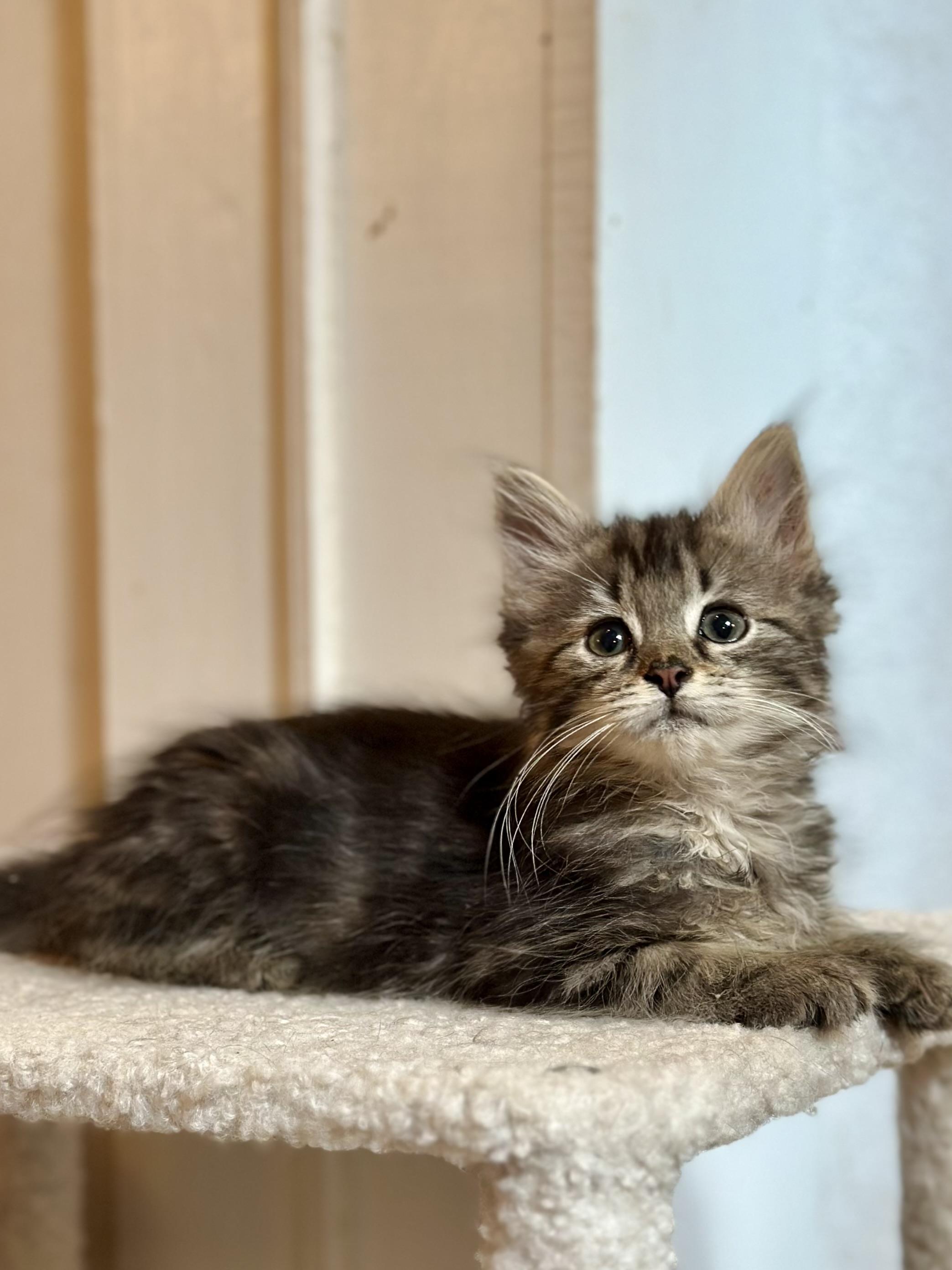Juliet, adopted, Kitten Female Domestic Long Hair.