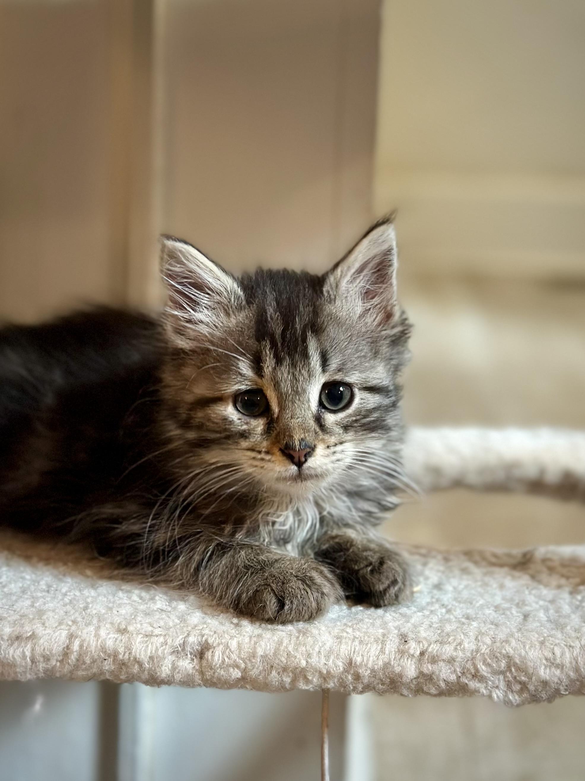 Juliet, an adopted Domestic Long Hair in Suffolk, VA image 2/6