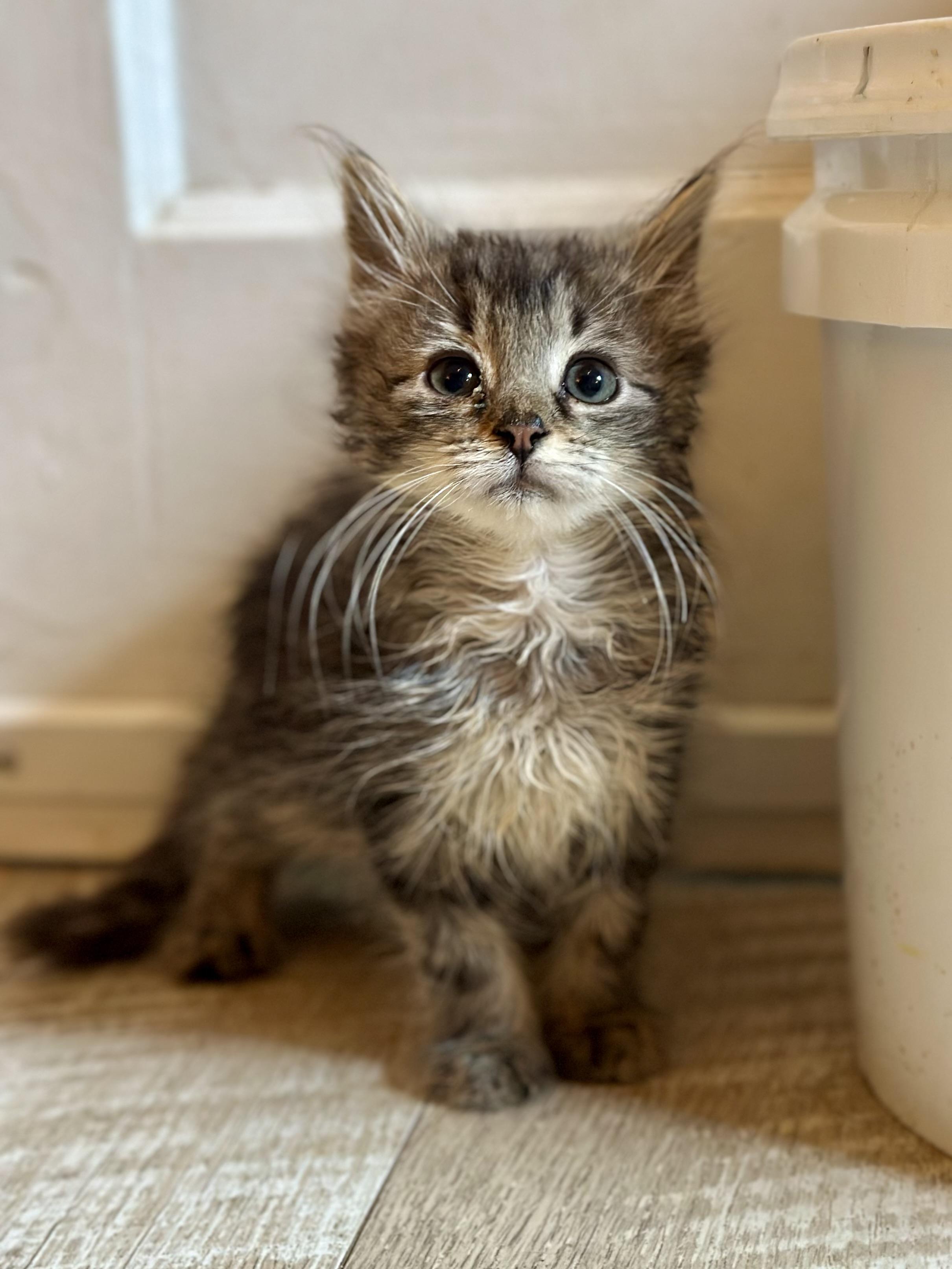 Juliet, a ADOPTABLE Domestic Long Hair in Suffolk, VA image 1/3