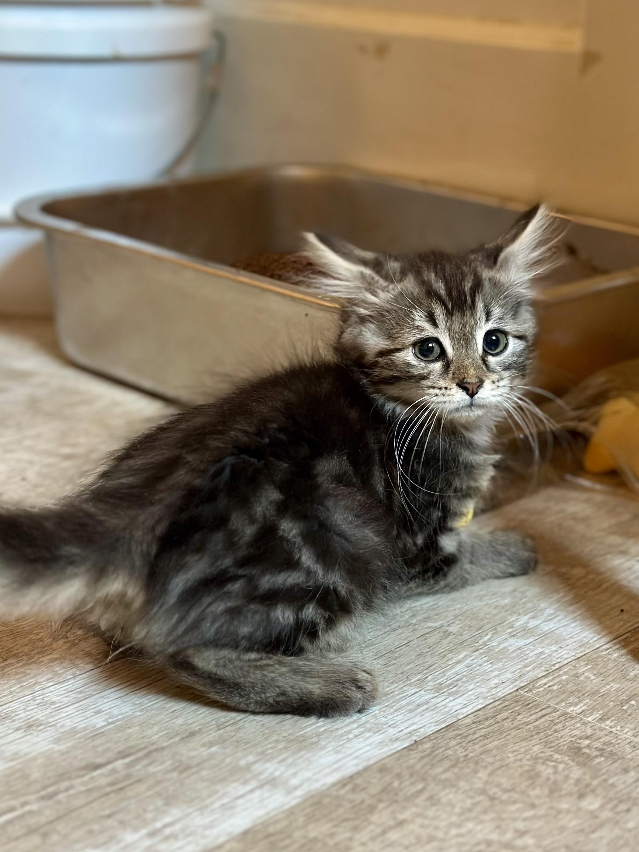 Juliet, an adopted Domestic Long Hair in Suffolk, VA image 6/6