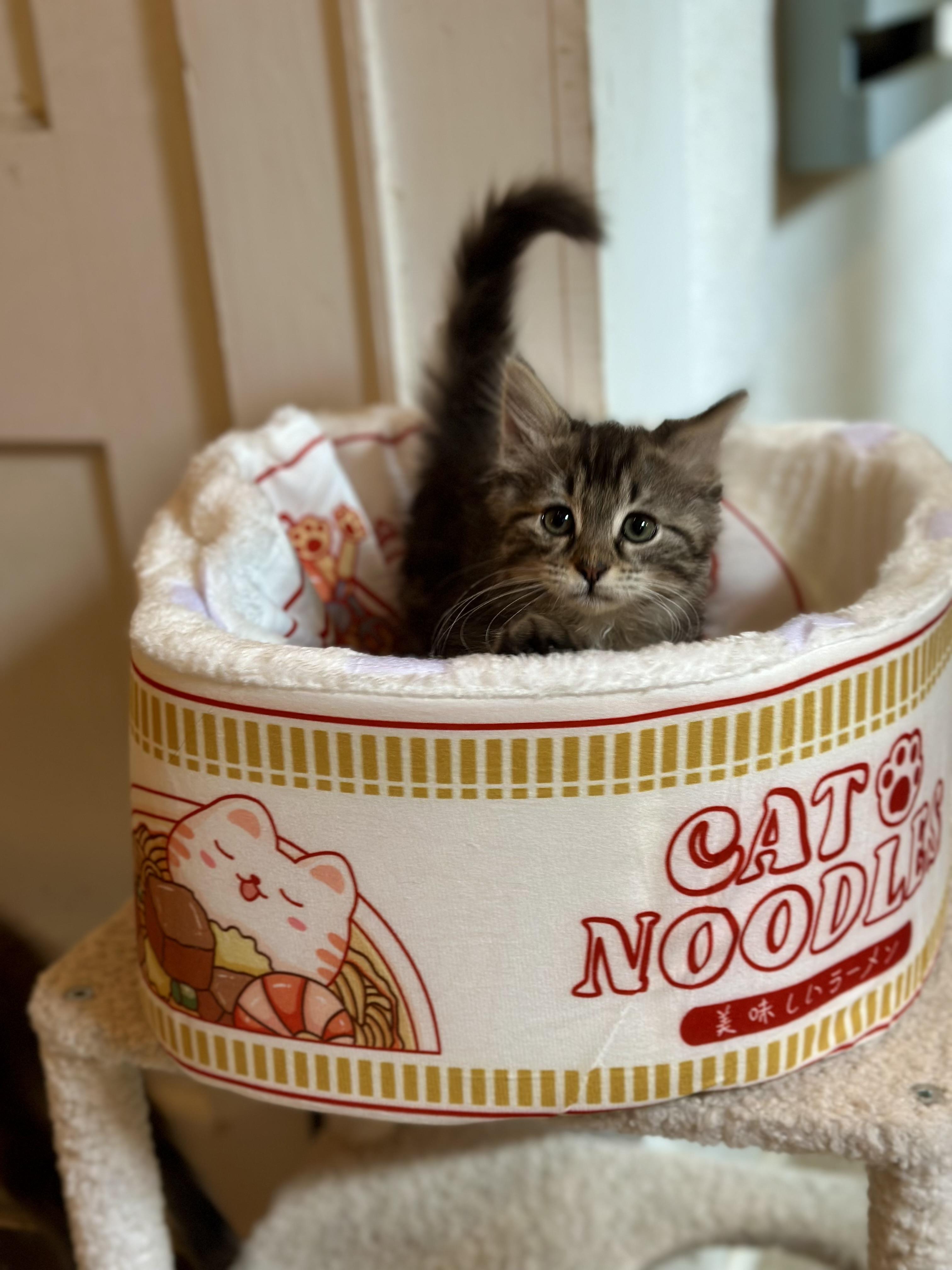 Juliet, an adopted Domestic Long Hair in Suffolk, VA image 5/6