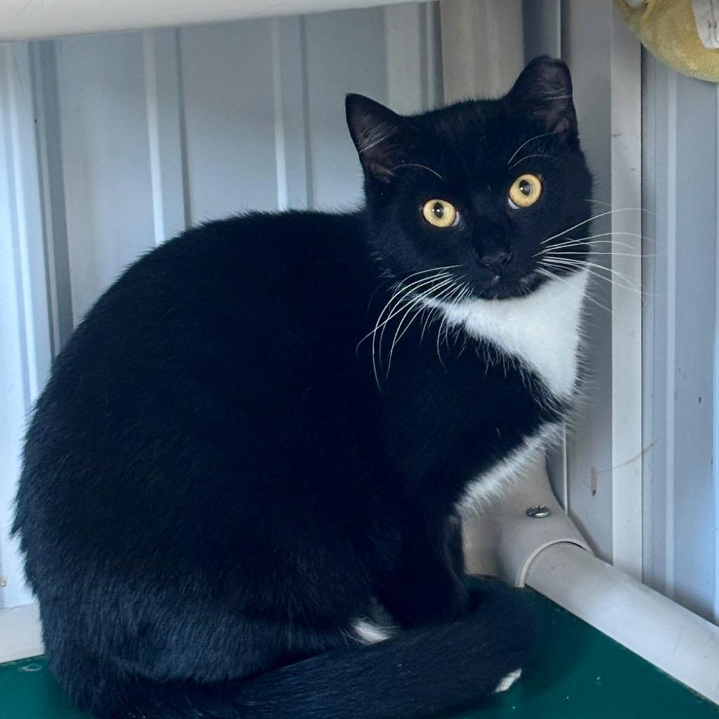 Ginger, Adoptable, Young Female Domestic Short Hair.