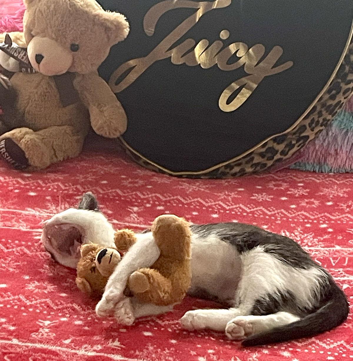 Isabella, Adopted, Kitten Female Domestic Short Hair.