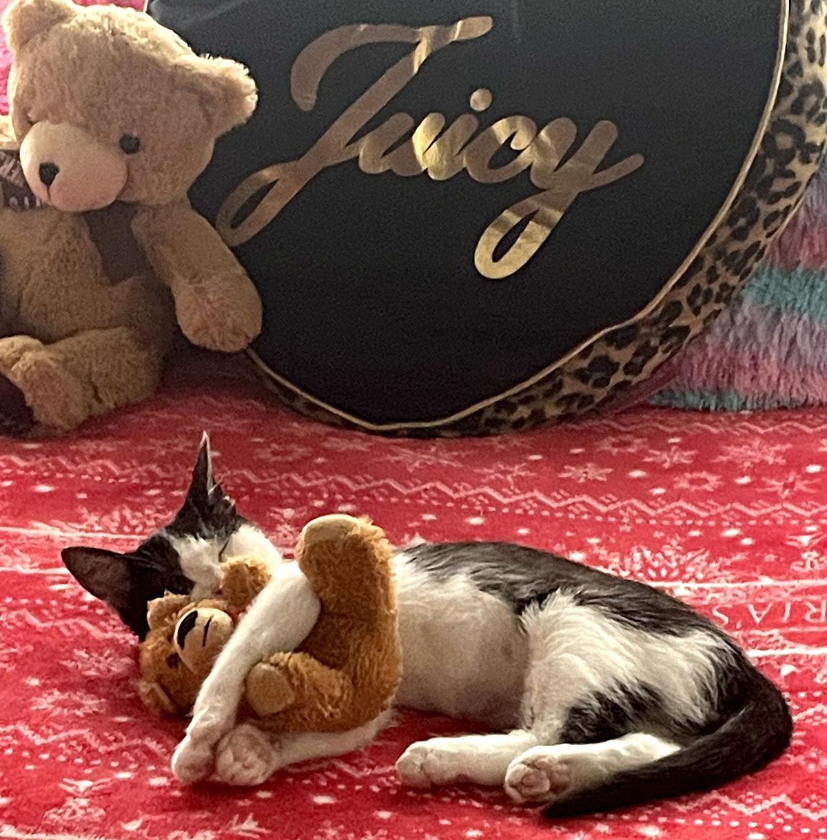 Enlarge Isabella, a Adopted Domestic Short Hair in Ventura, CA image 2/3