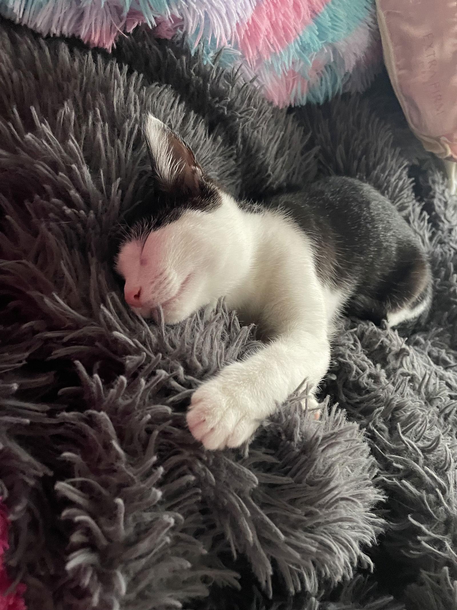 Enlarge Isabella, a Adopted Domestic Short Hair in Ventura, CA image 3/3