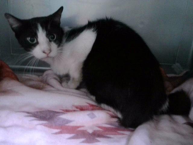 TANGO, Adoptable, Adult Male Domestic Short Hair.