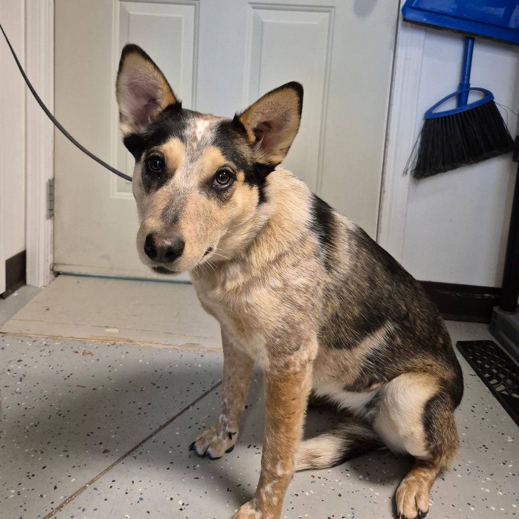 Tallula, Adoptable, Young Female Cattle Dog & Shepherd.