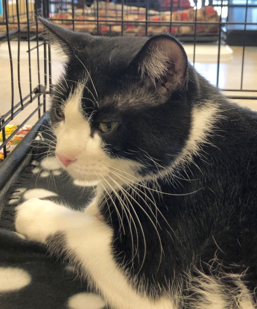 Enlarge Fergus, a Adopted mixed breed in Goliad, TX image 1/2