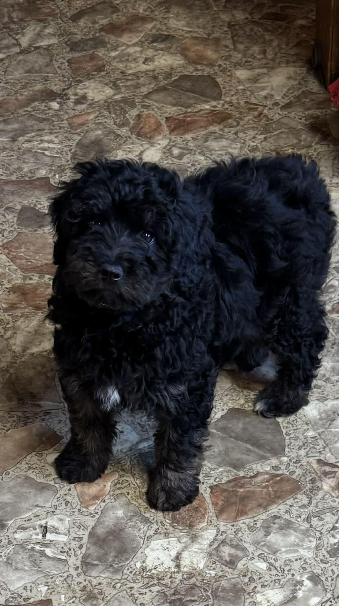 Poodle mixes, a ADOPTABLE mixed breed in Coal City, IN image 2/2