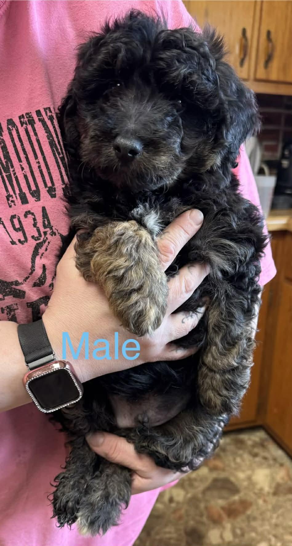 Poodle mixes, ADOPTABLE, Young Male Poodle.