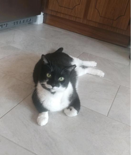 Enlarge Jamie, a Adoptable Domestic Short Hair in Oradell, NJ image 1/4