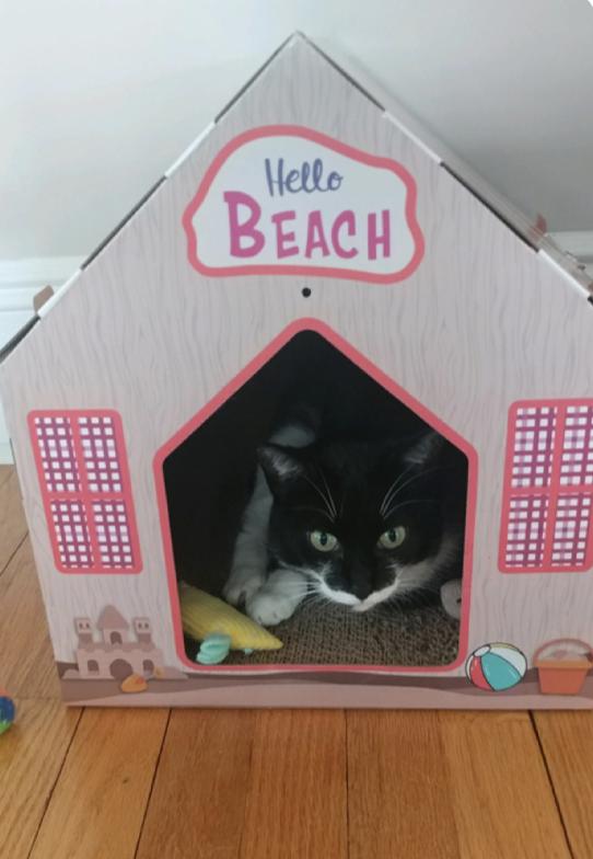 Jamie, a Adoptable Domestic Short Hair in Oradell, NJ image 1/4