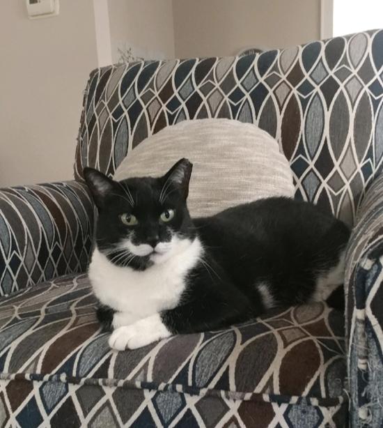 Jamie, a Adoptable Domestic Short Hair in Oradell, NJ image 2/4