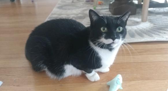 Jamie, a Adoptable Domestic Short Hair in Oradell, NJ image 3/4