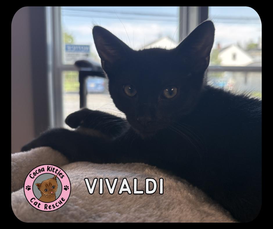 Vivaldi, Adopted, Kitten Female Domestic Short Hair.