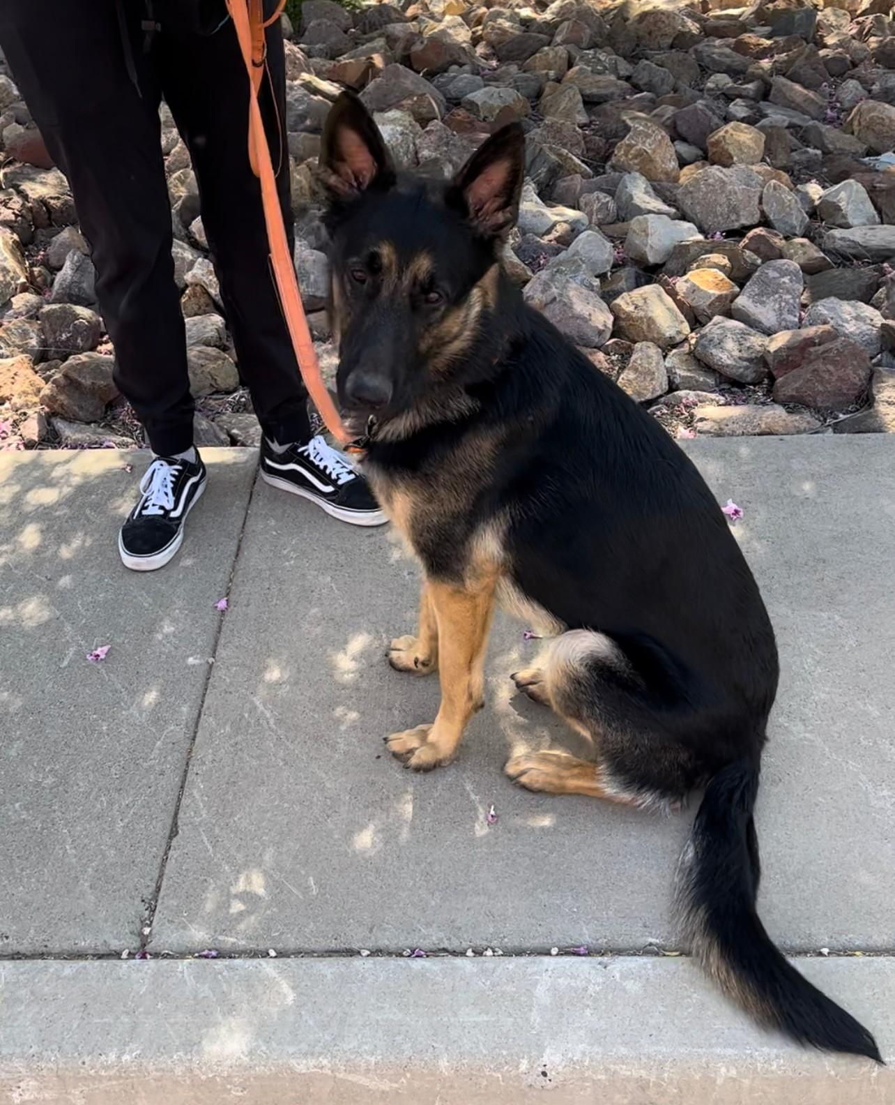 Enlarge Ryder, a Adopted German Shepherd Dog in Mesa, AZ image 1/6