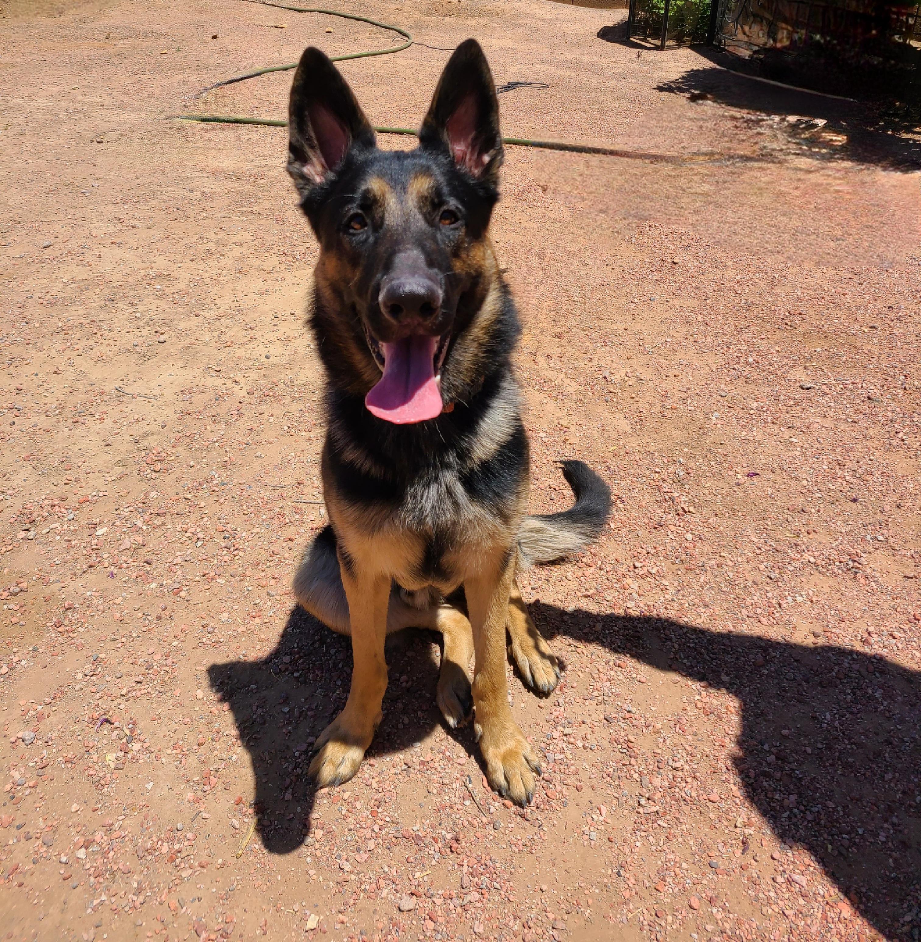 Enlarge Ryder, a Adopted German Shepherd Dog in Mesa, AZ image 3/6