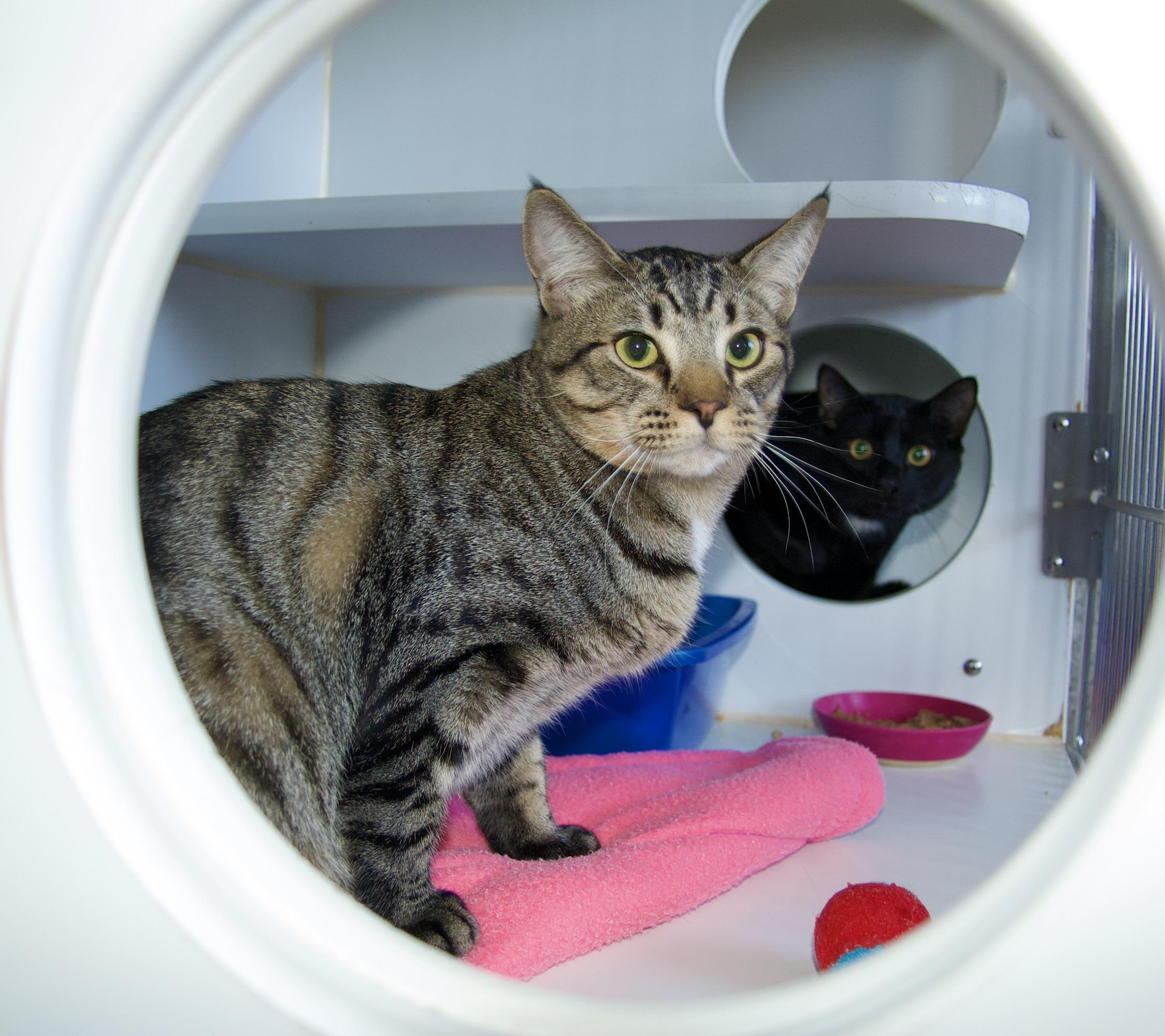 Cats Protection League Cat Rescue Places With Kittens Near Me