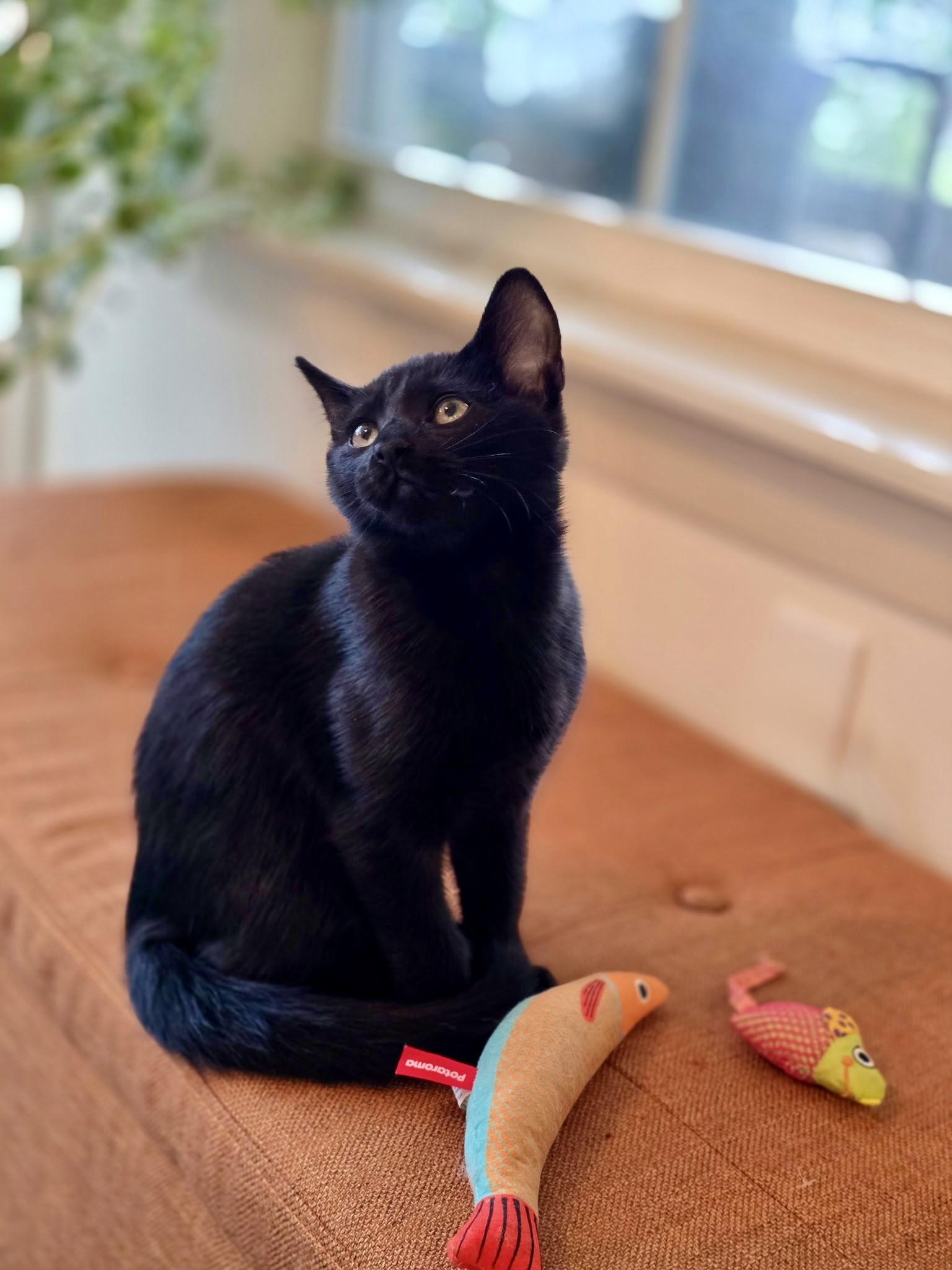 Nova, Adopted, Kitten Male Domestic Short Hair.