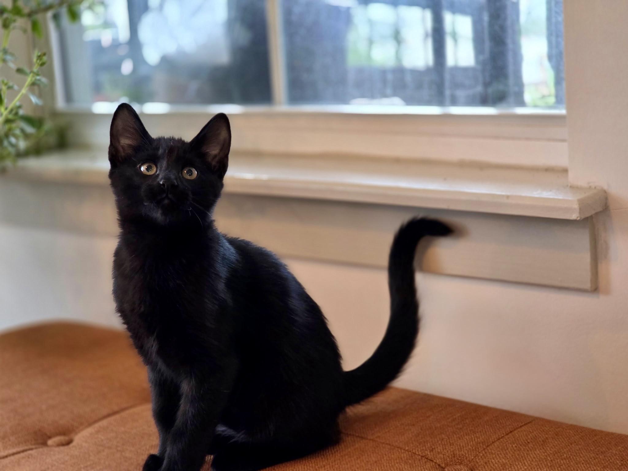 Enlarge Nova, a Adopted mixed breed in Danbury, CT image 2/4