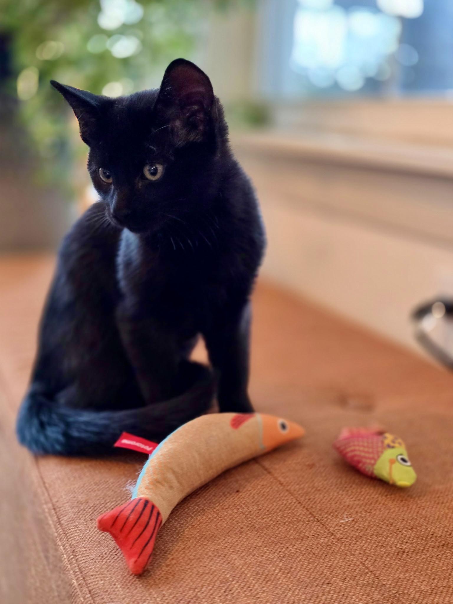 Enlarge Nova, a Adopted mixed breed in Danbury, CT image 3/4