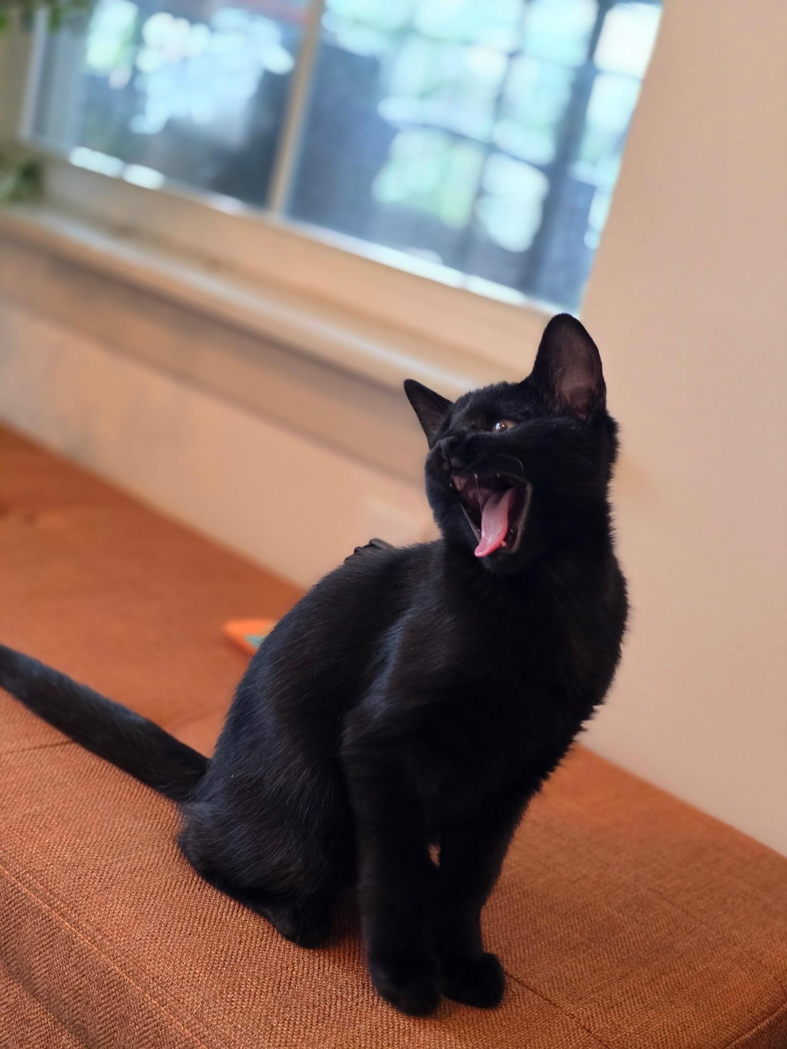 Enlarge Nova, a Adopted mixed breed in Danbury, CT image 4/4