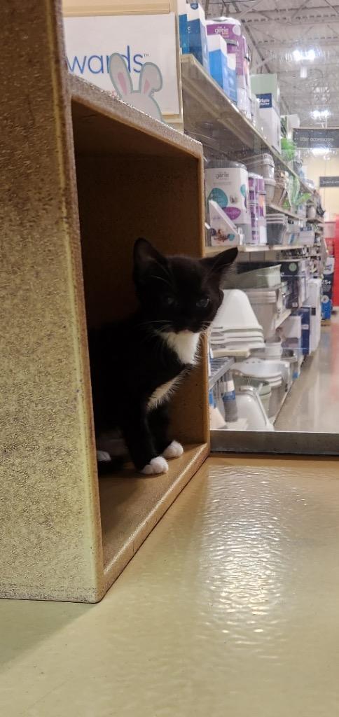 Otter, Adoptable, Kitten Female Domestic Short Hair.