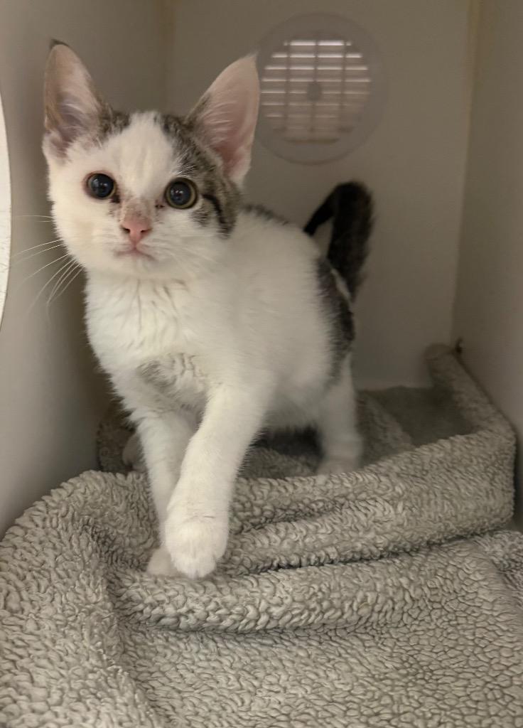 Forrest, Adoptable, Young Male Domestic Short Hair.