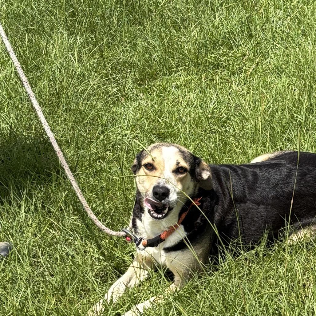 Mutt, Adoptable, Adult Female German Shepherd Dog & Mixed Breed.