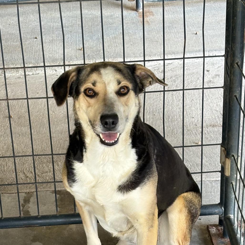Mutt, a Adoptable mixed breed in Hattiesburg, MS image 2/2
