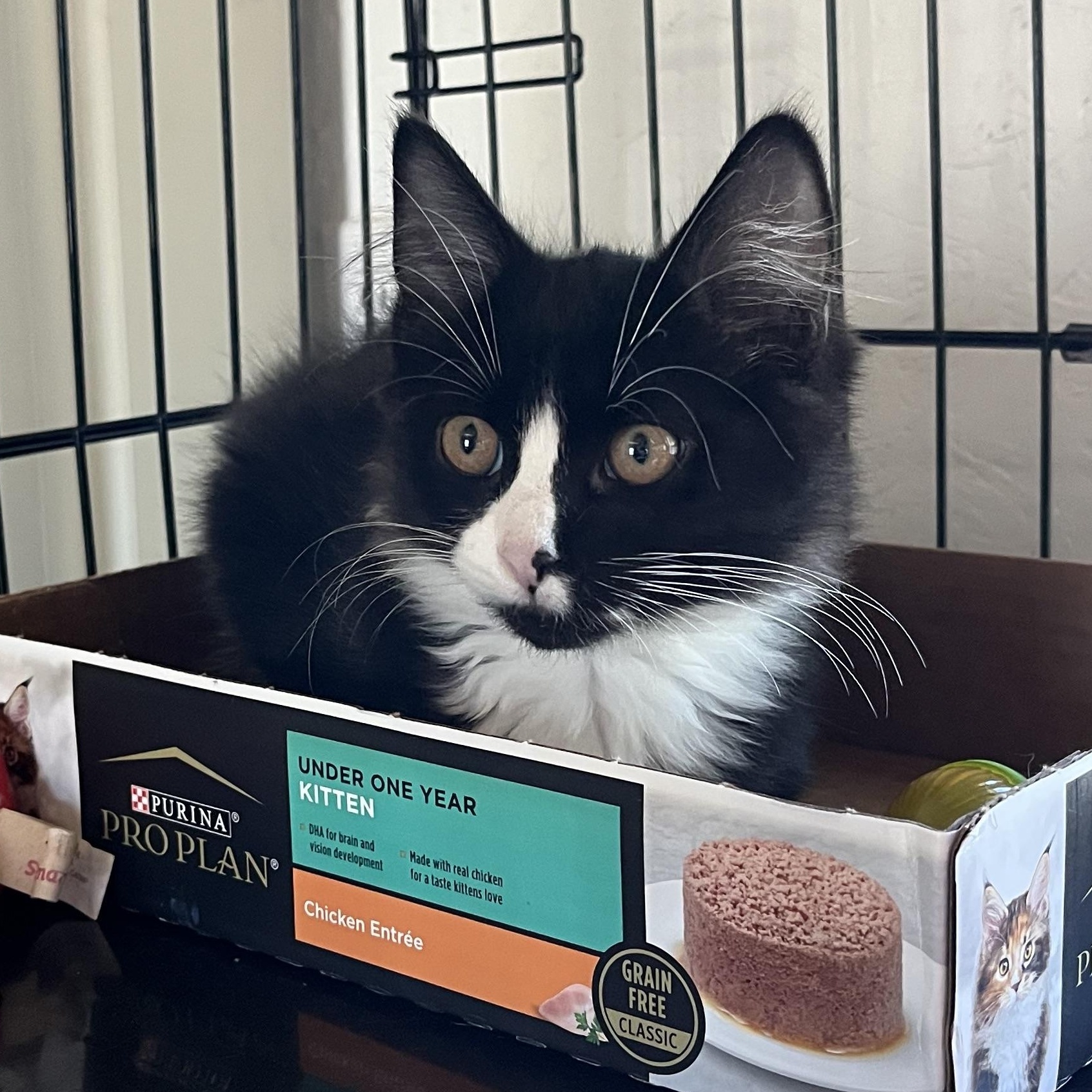 Enlarge Merlan, a Adopted Domestic Short Hair in Wells, ME image 1/1