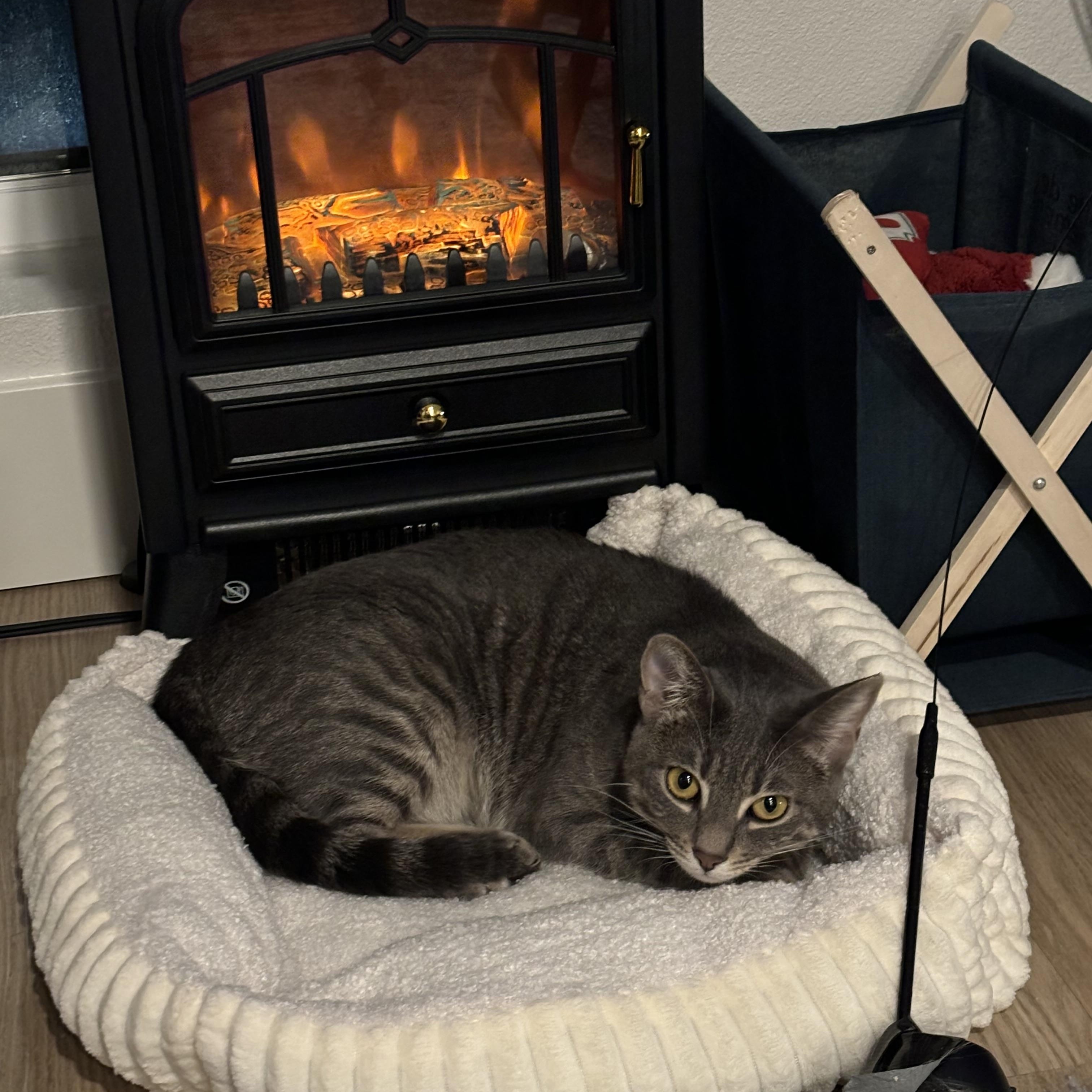 Miso, a Adoptable Domestic Short Hair in Santa Monica, CA image 3/6