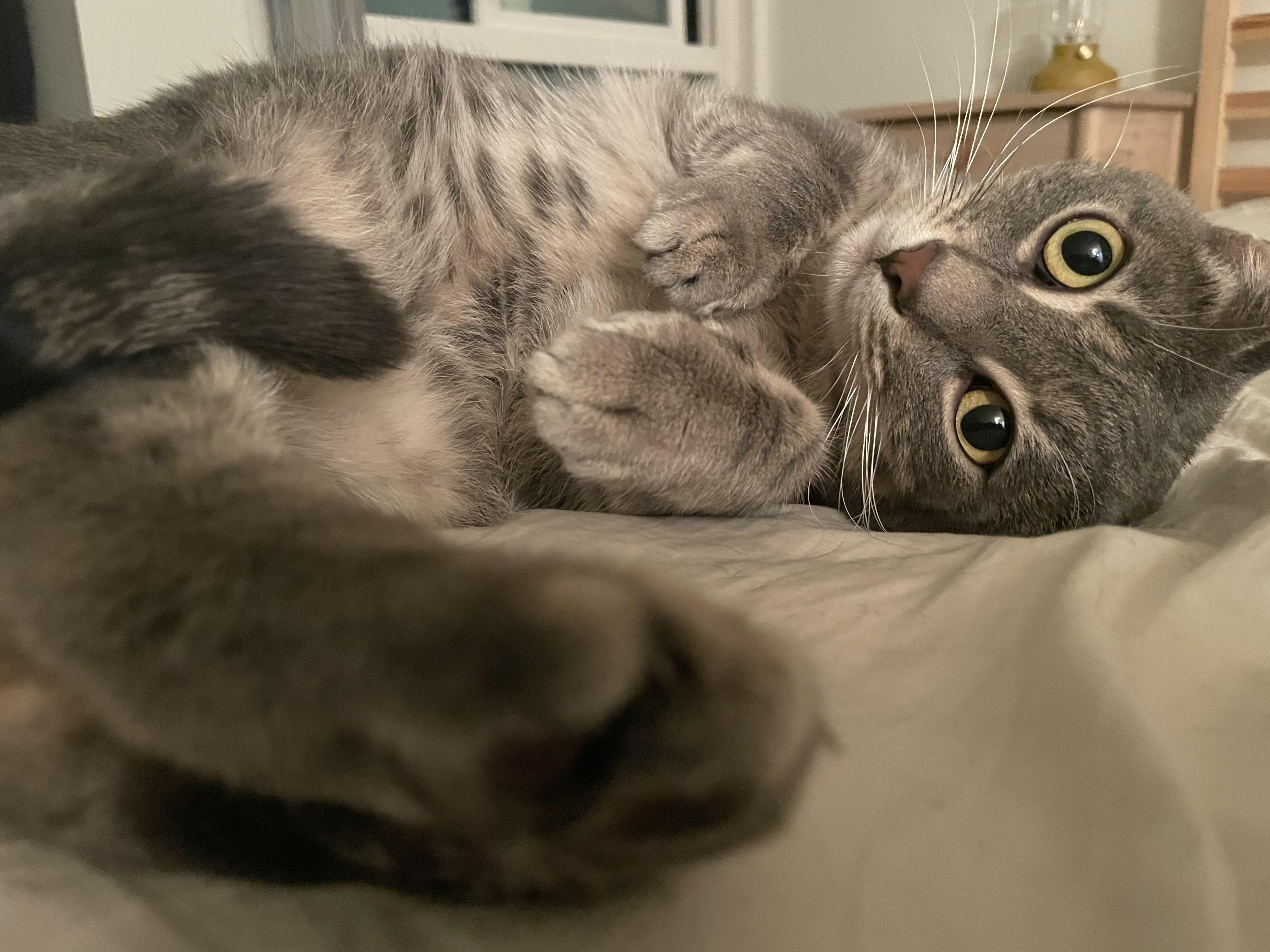 Miso, a Adoptable Domestic Short Hair in Santa Monica, CA image 6/6