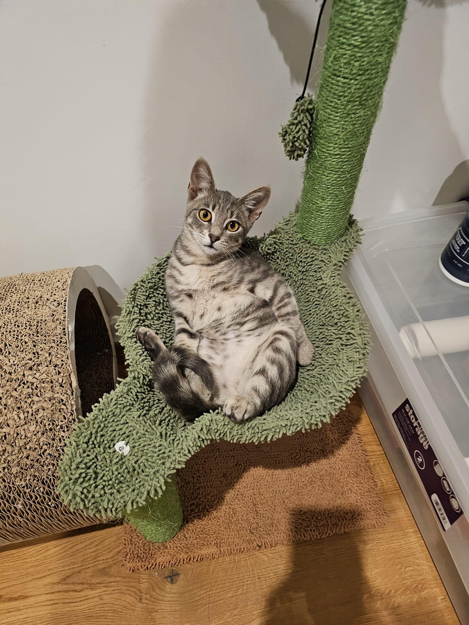 Miso, a Adoptable Domestic Short Hair in Santa Monica, CA image 2/6