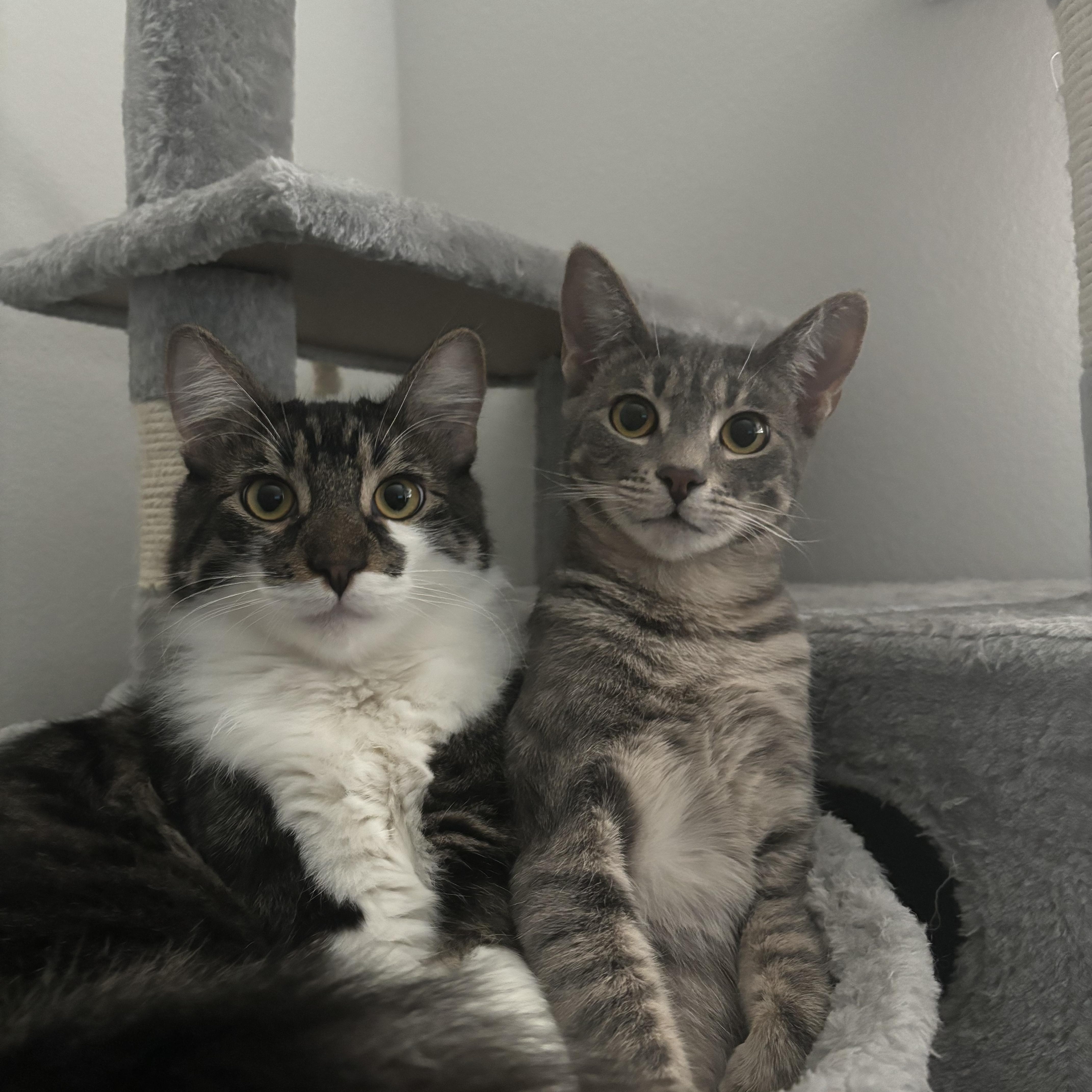 Miso, a Adoptable Domestic Short Hair in Santa Monica, CA image 5/6