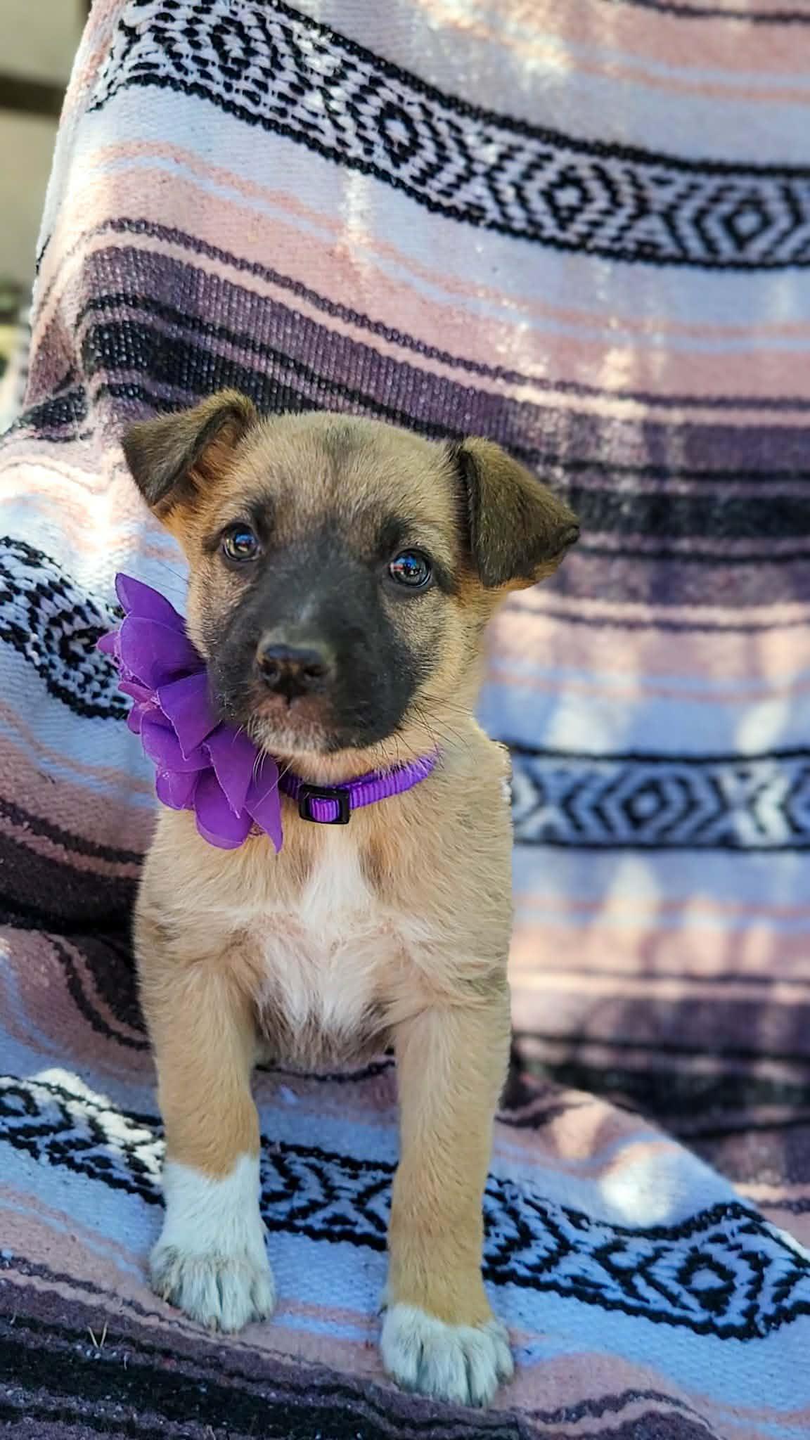 Enlarge Bee, a ADOPTABLE mixed breed in Temecula, CA image 1/1