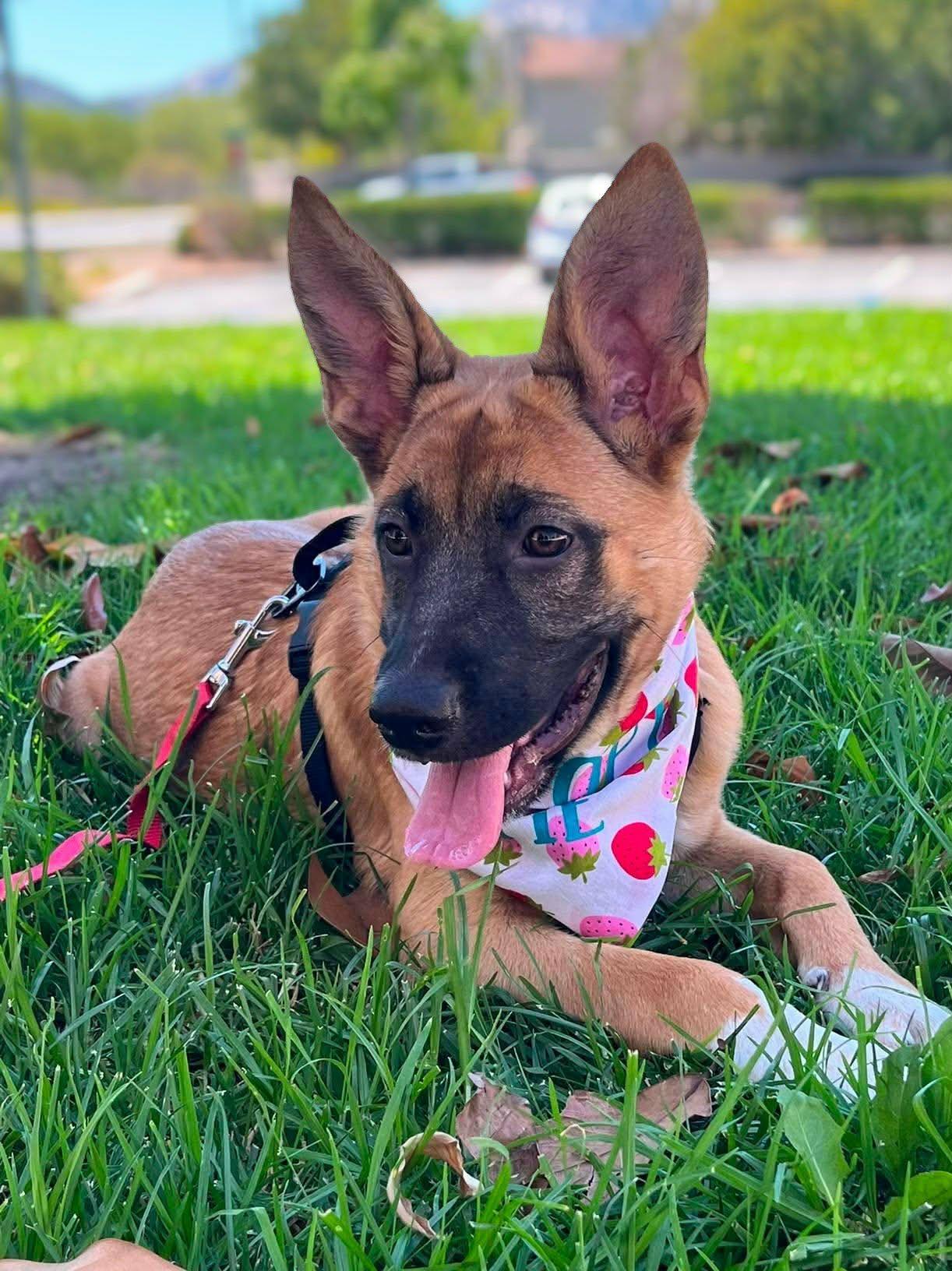 Enlarge Bee, an adoptable mixed breed in Murrieta, CA image 4/6