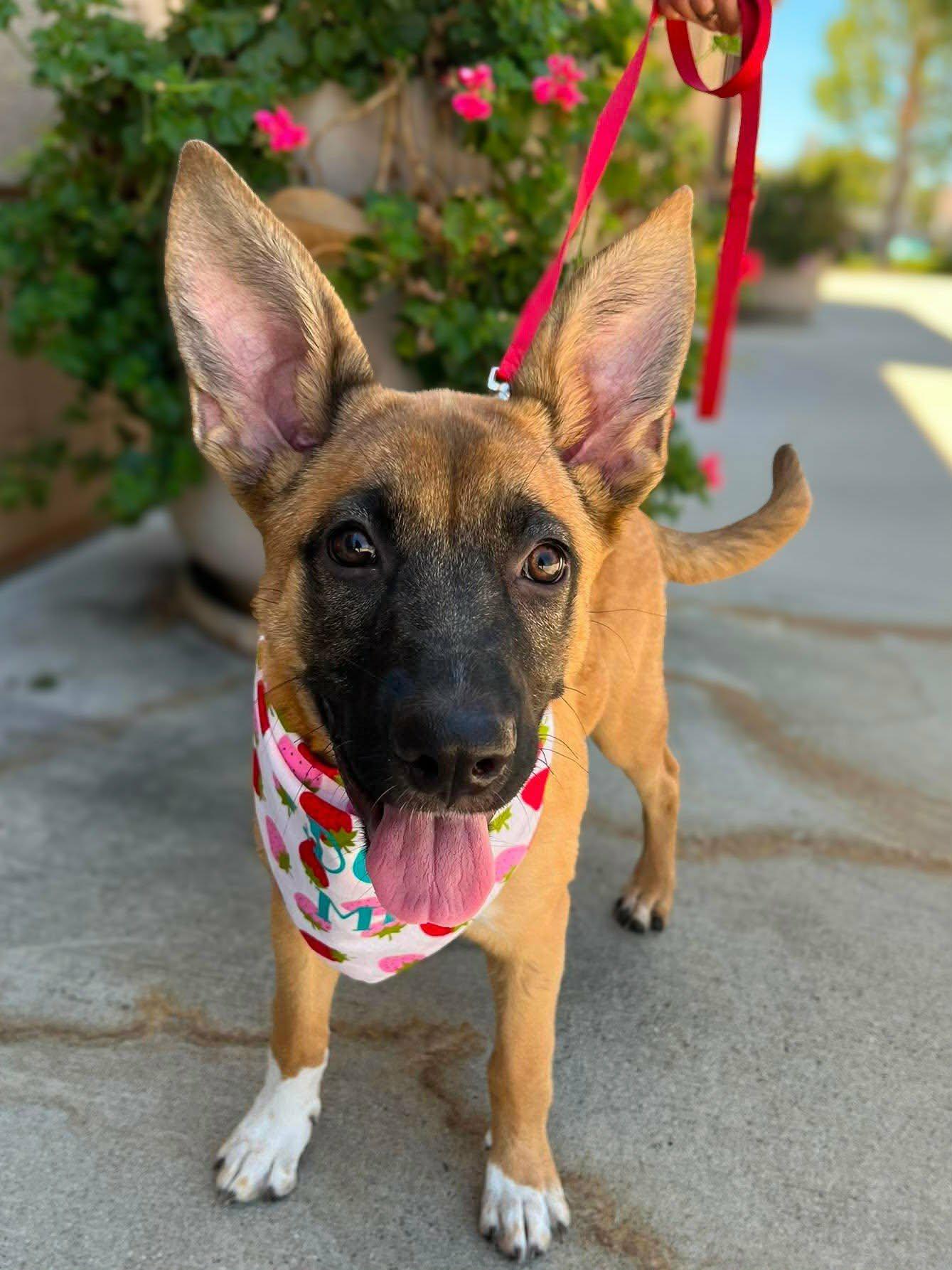 Enlarge Bee, an adoptable mixed breed in Murrieta, CA image 1/6