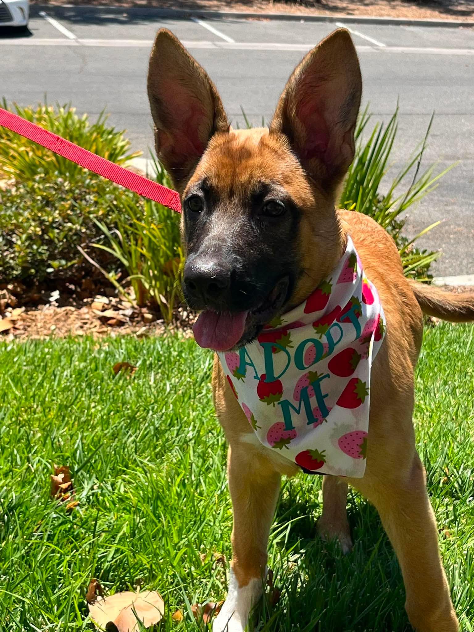 Enlarge Bee, an adoptable mixed breed in Murrieta, CA image 3/6