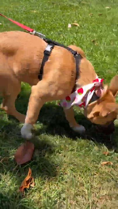 Enlarge Bee, an adoptable mixed breed in Murrieta, CA video 5/6