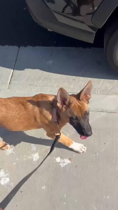 Enlarge Bee, an adoptable mixed breed in Murrieta, CA video 6/6