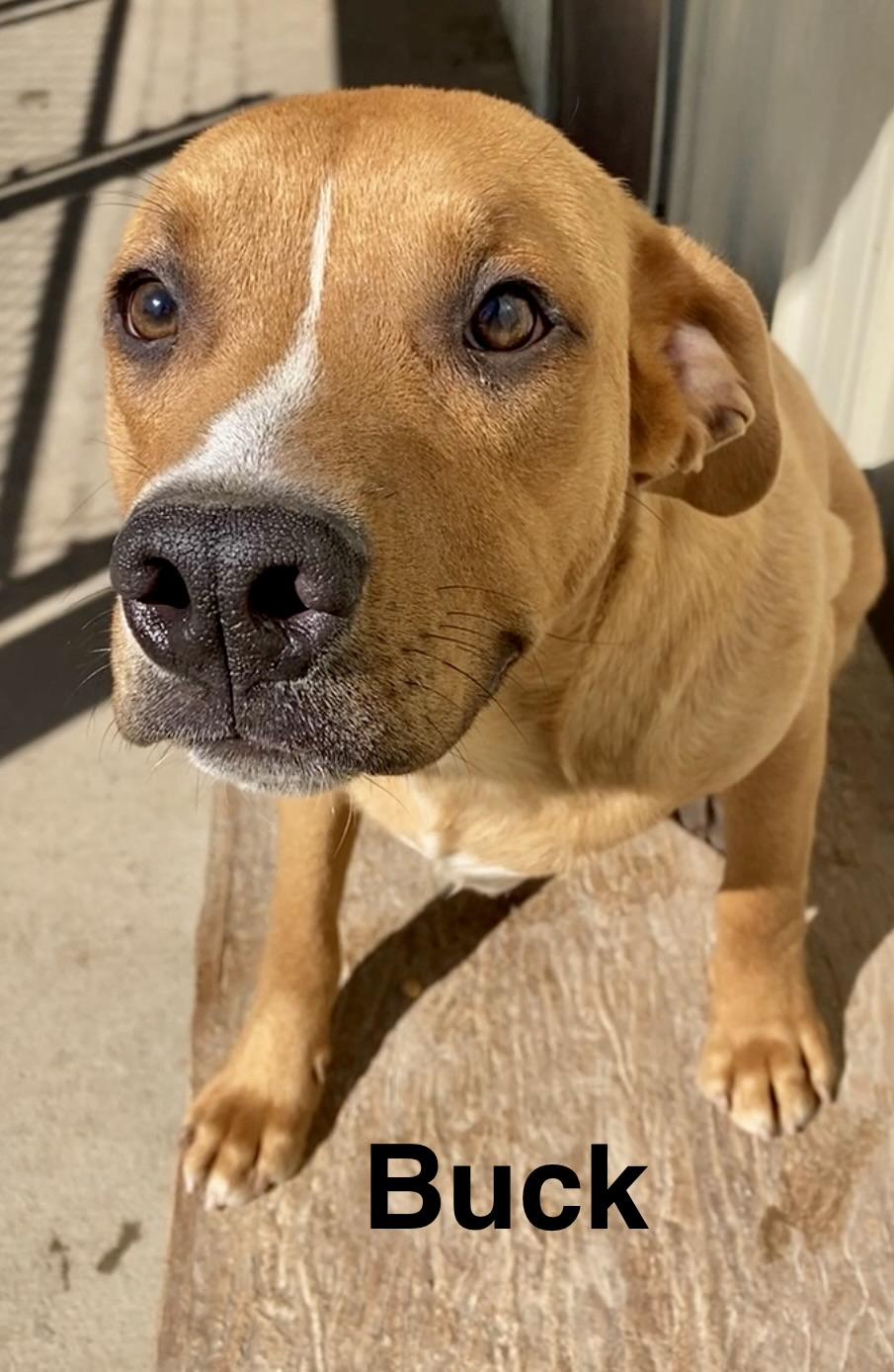 Enlarge Buck, a ADOPTABLE Mixed Breed in Pomeroy, OH image 3/4