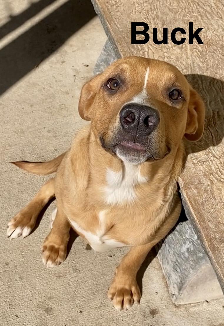Buck, ADOPTABLE, Young Male Mixed Breed.