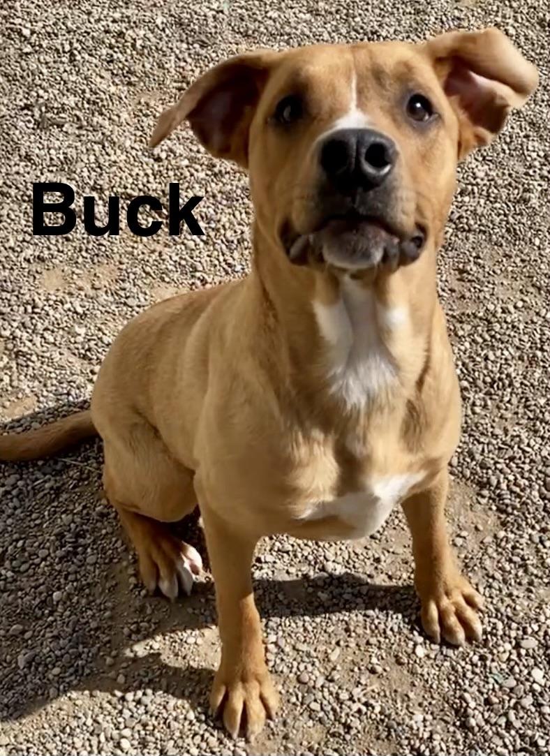 Enlarge Buck, a ADOPTABLE Mixed Breed in Pomeroy, OH image 2/4