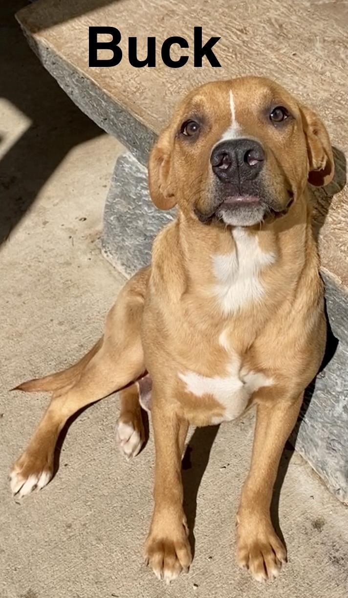 Enlarge Buck, a ADOPTABLE Mixed Breed in Pomeroy, OH image 4/4