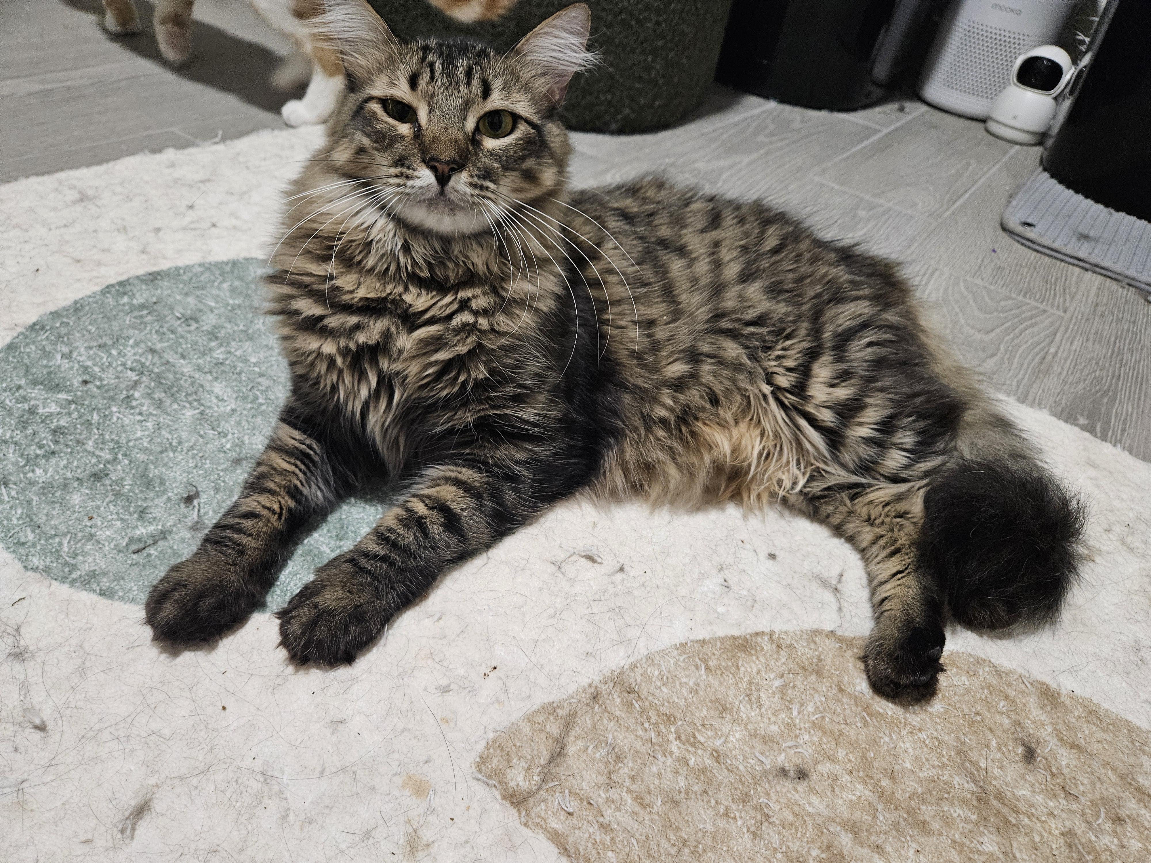 Enlarge Tuscany, a Adoptable Tabby in Peoria, AZ image 4/5