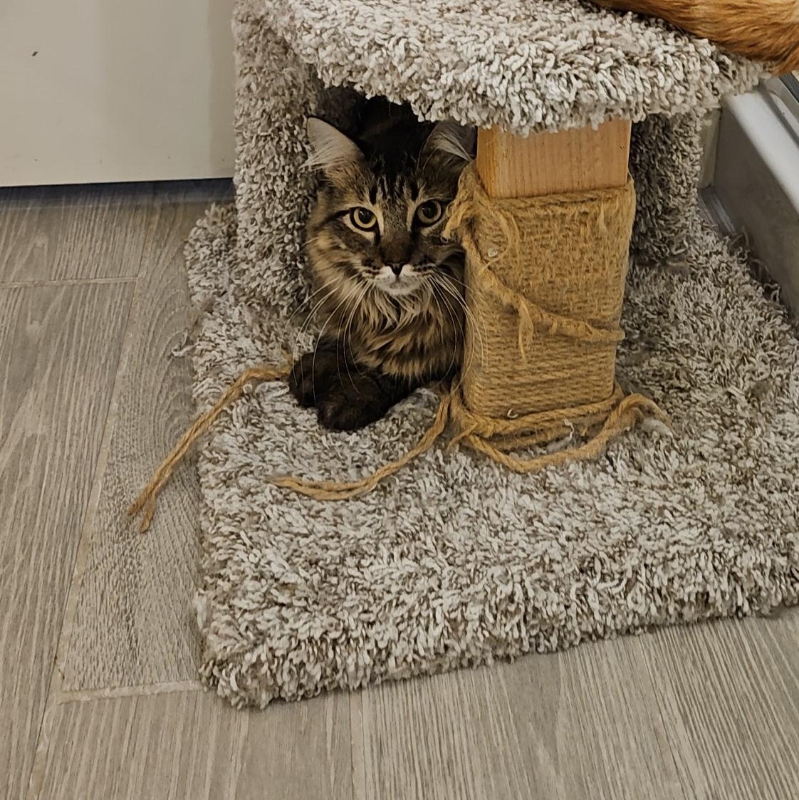 Enlarge Tuscany, a Adoptable Tabby in Peoria, AZ image 5/5